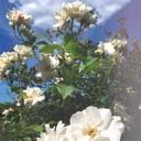 _mary_me