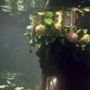 Em_Forest_Red