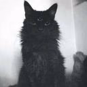 RinaCurtis