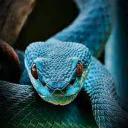 Nuria_Snake_666