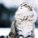 Homelion
