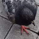BlackGolyb
