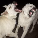 uwosyud