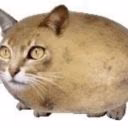 fomichii