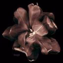 MashaDolca