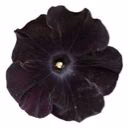 user00028114