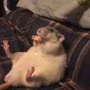 LilacRisus