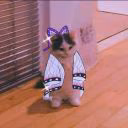 cat_sneg