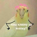 fernijellever