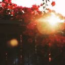 darkroses_1