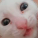 pipillca