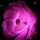 ___ozobella___