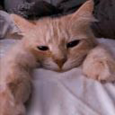 tackesha_228