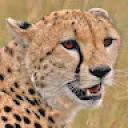 CheetahLayri