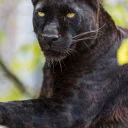 LeoBlackArt