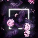 Enkyori