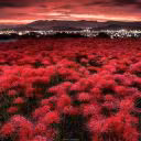 Cherry_Ford