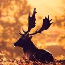 black1deer