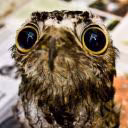BurningNightjar