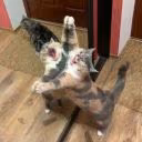 _kittyyy_cat_