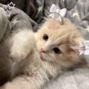 bear__151620