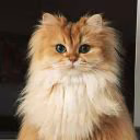 Cat_Di