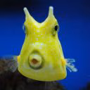 ulianasc