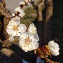 NARIKOmur