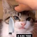 SsH_UtKa
