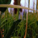 gri_riet