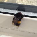 Fibi_Bee