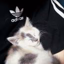 _nazzis_