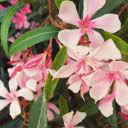 SpecialAnanas