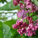 Khudiakovskaya