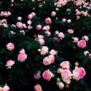 FlowerQueen_Khalis