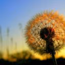sunny_dande_lion