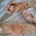 Irina2cat