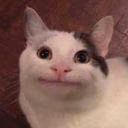 _alisa_seal_