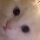 Diarbi_Loynk