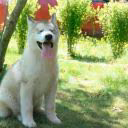 SibirianHusky