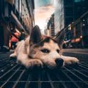 _-husky-_