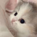 desirebr_