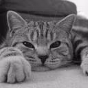 Sashacat305