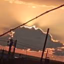 kot_Limon