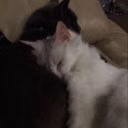meowlilko