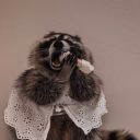 raccoonbored