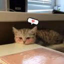 crmlpie