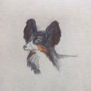 black_star_papillon