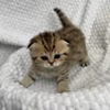 Котик