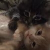 starlinn2008